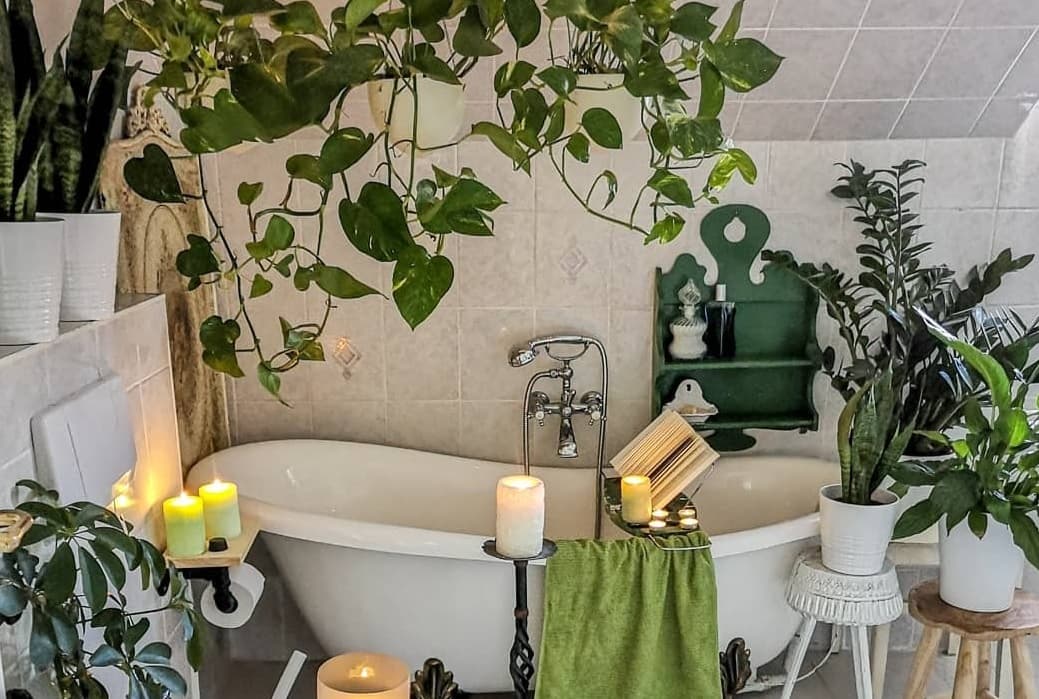 Какие растения можно держать в ванной без окна