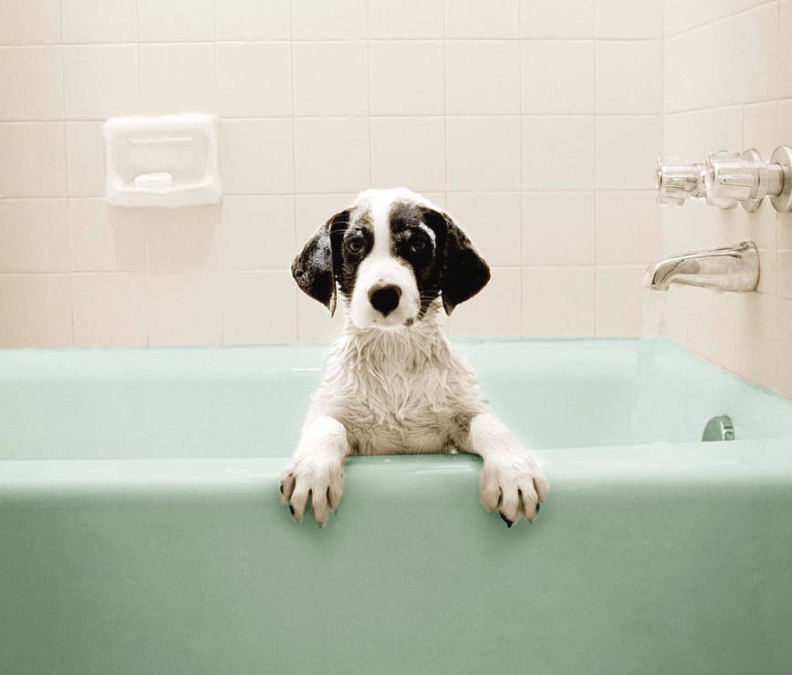 Купание щенка в ванне
